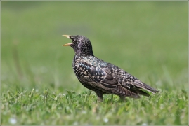<p>ŠPAČEK OBECNÝ (Sturnus vulgaris) /Common starling - Star/</p>